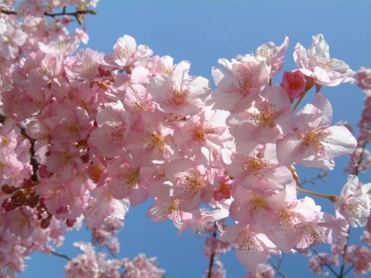 河津桜（2）