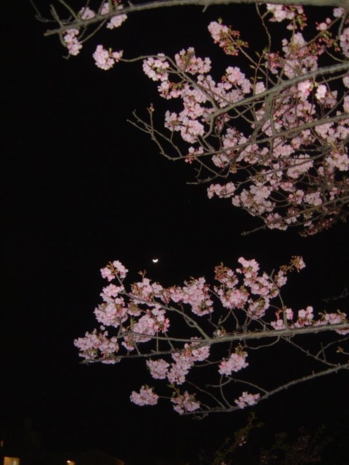 河津桜のライトアップ（2）