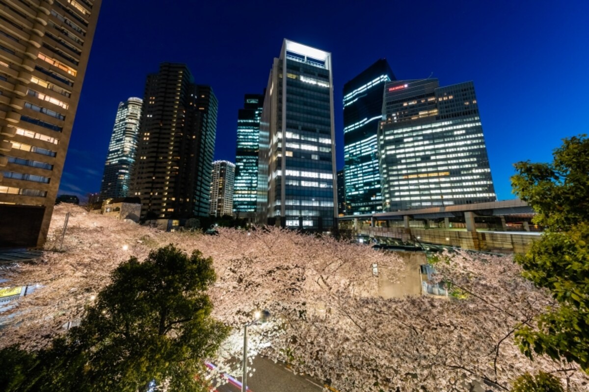 アークヒルズの夜桜