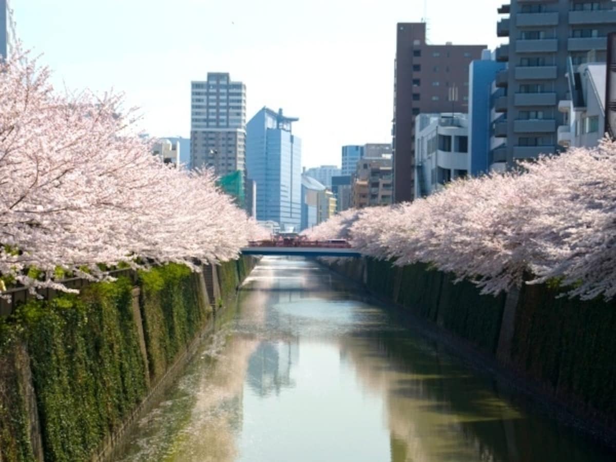 目黒川