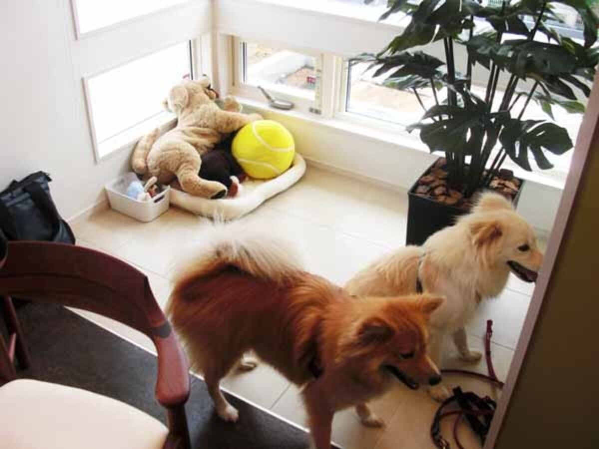 愛犬家