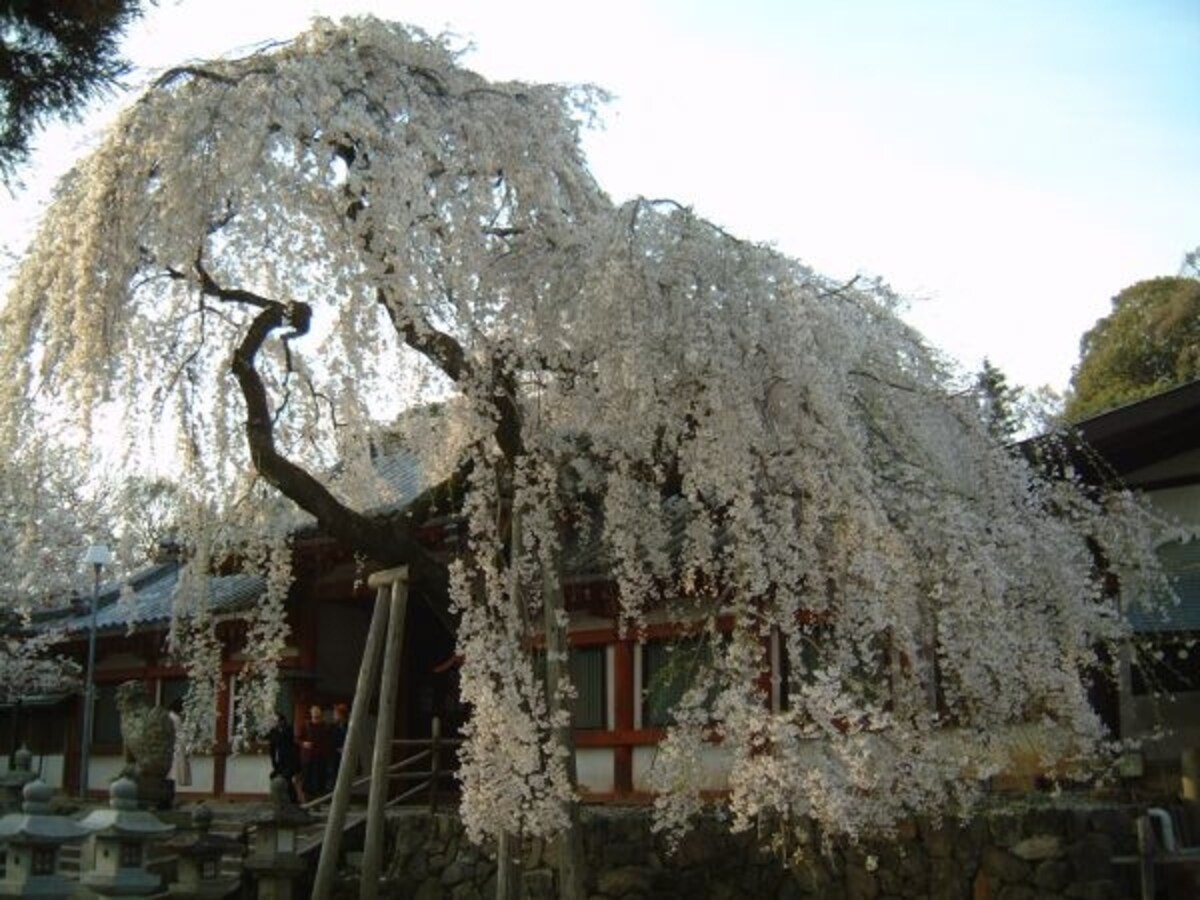 氷室神社の桜(1)