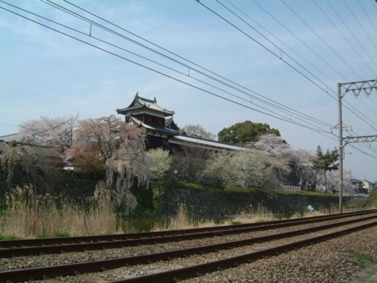 郡山城跡の桜(2)/東隅櫓と多聞櫓