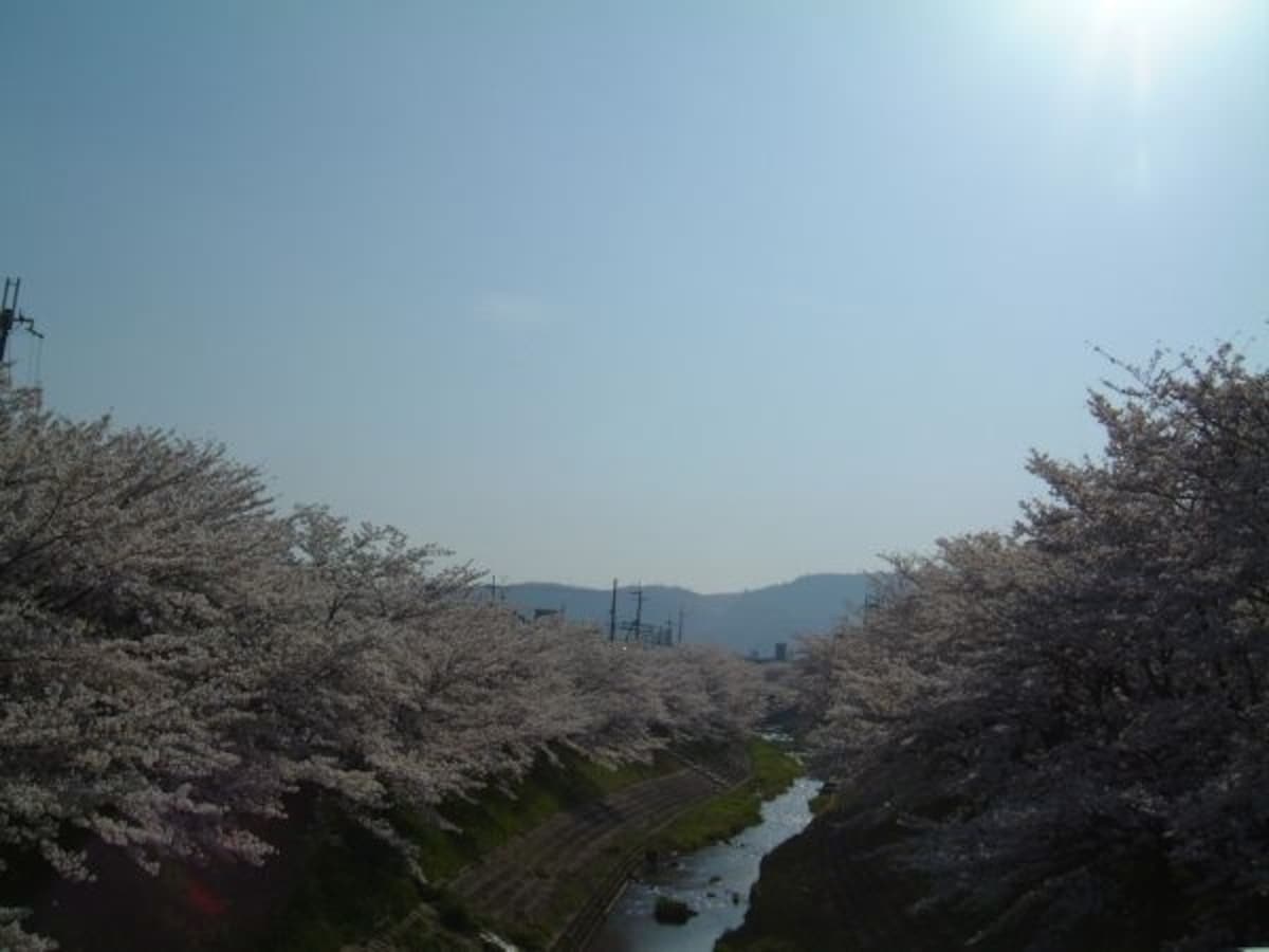 佐保川の桜並木(1)