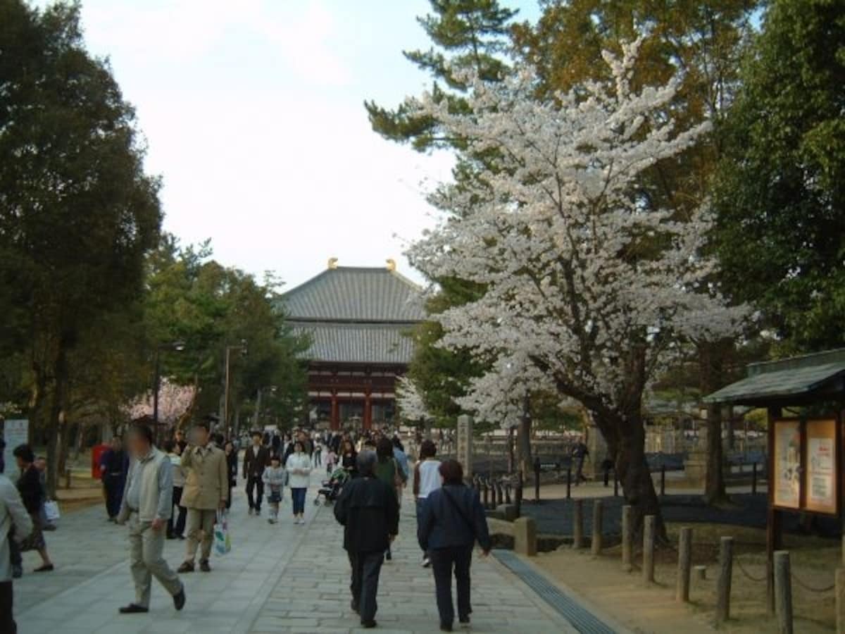 東大寺(1)/大仏殿・中門と桜