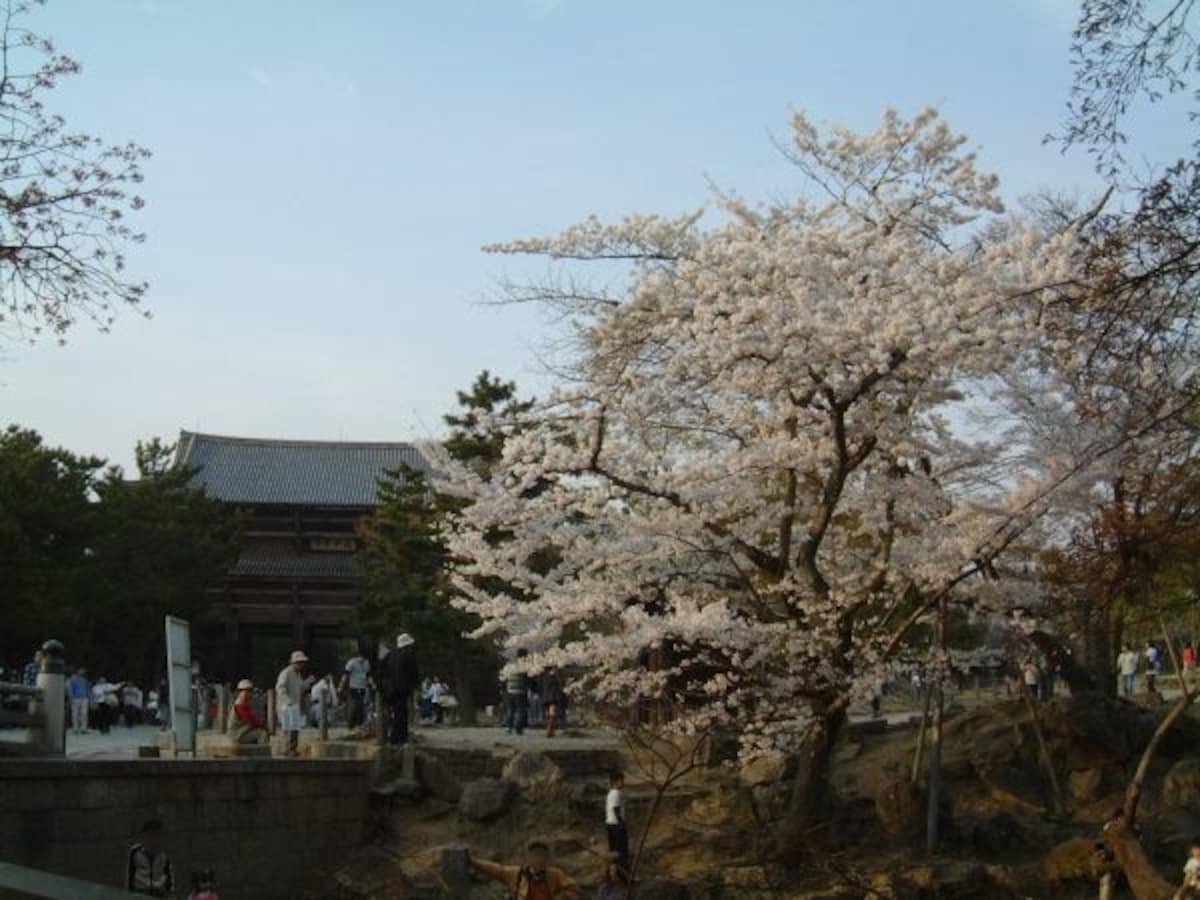 東大寺(2)/南大門と桜