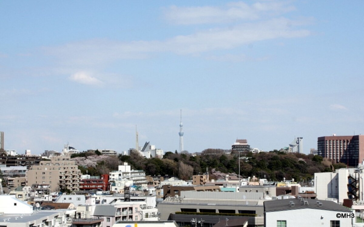 スカイツリーを望む