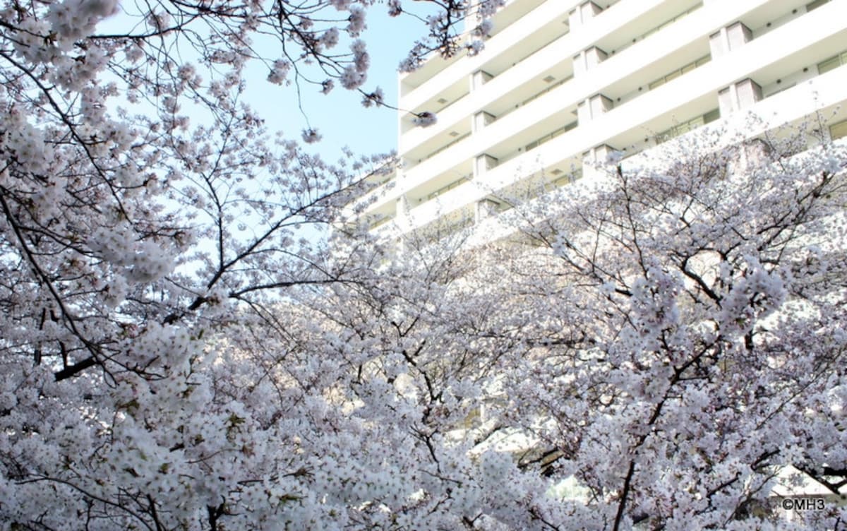 神田川から「桜プレイス」を望む