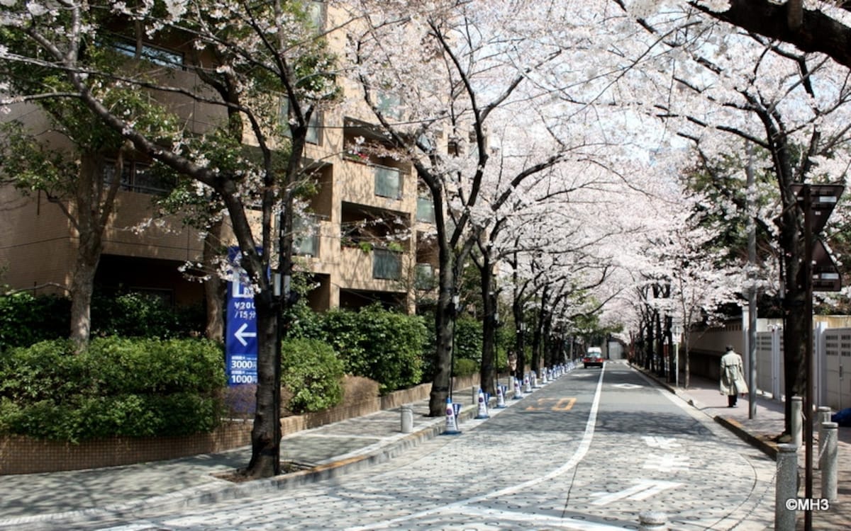 桜並木