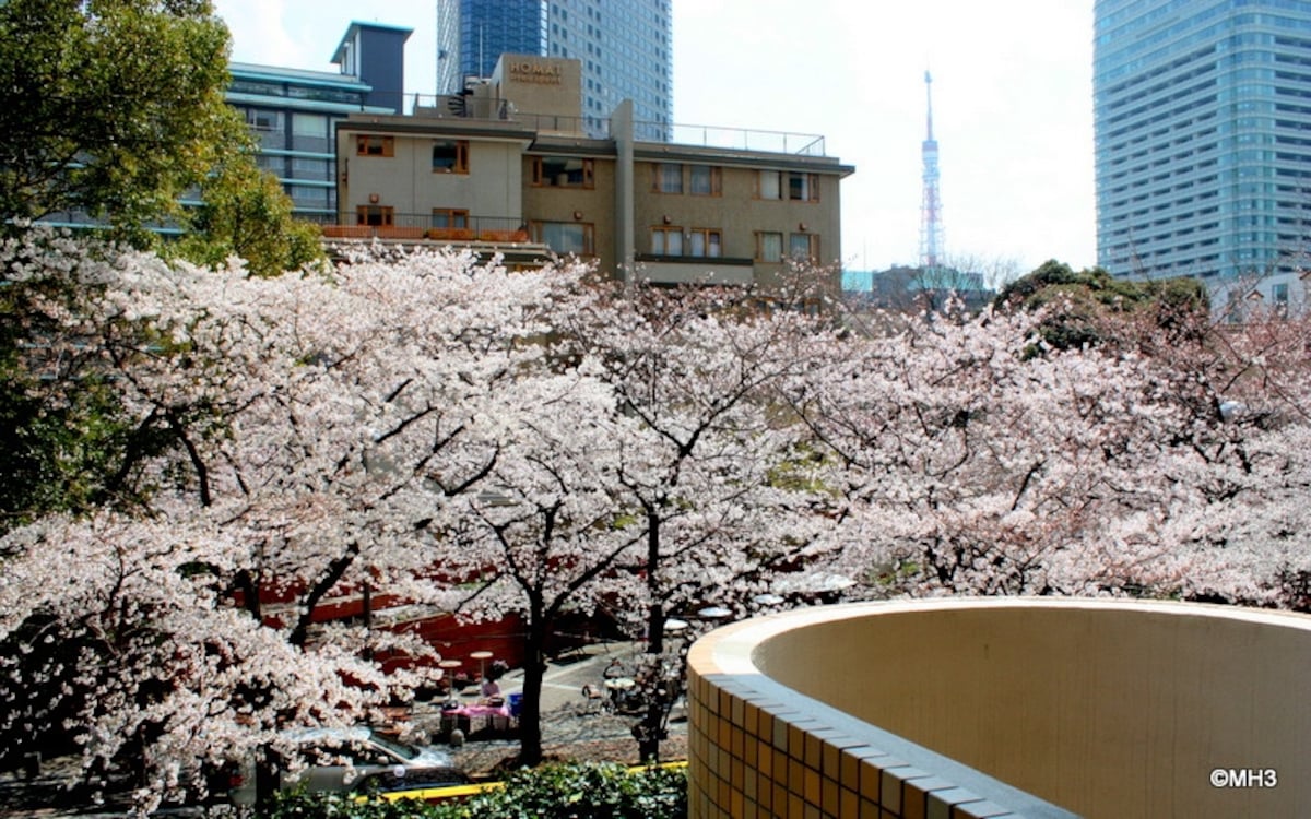 バルコニーから桜並木と東京タワーを望む