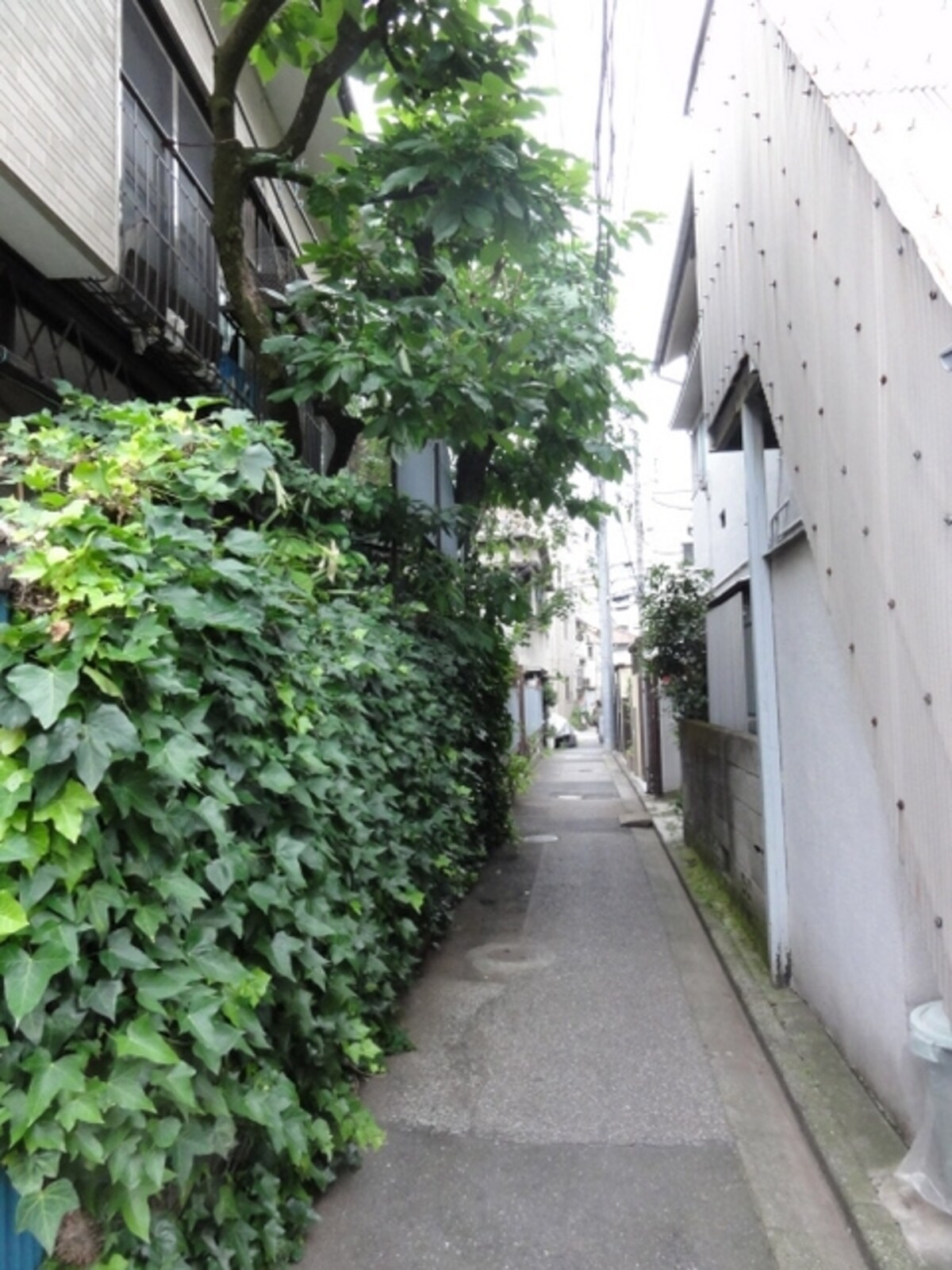 各家々で育てていたりする