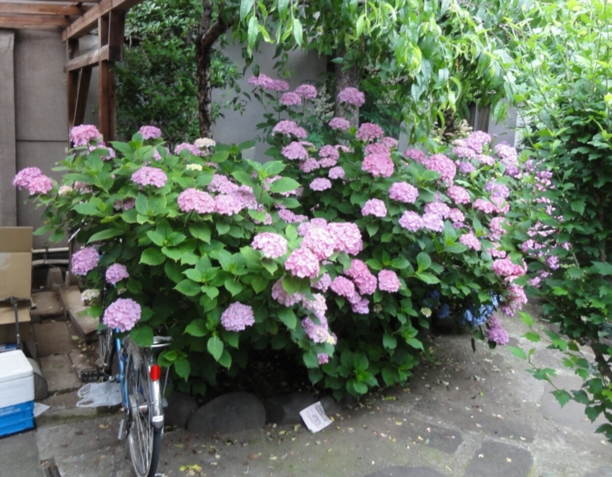 庭いっぱいに咲くアジサイ