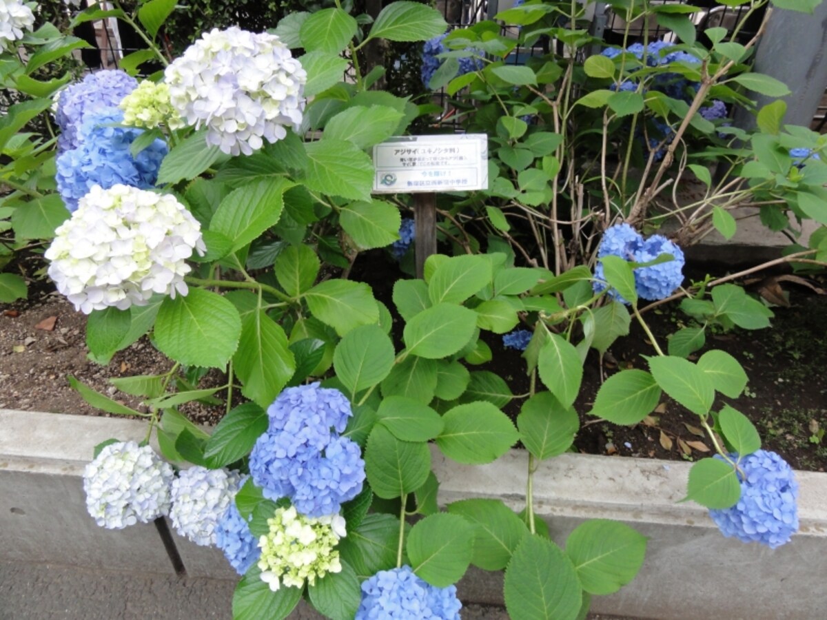 青い花が集まって咲くことからアジサイと呼ばれるようになったとある。