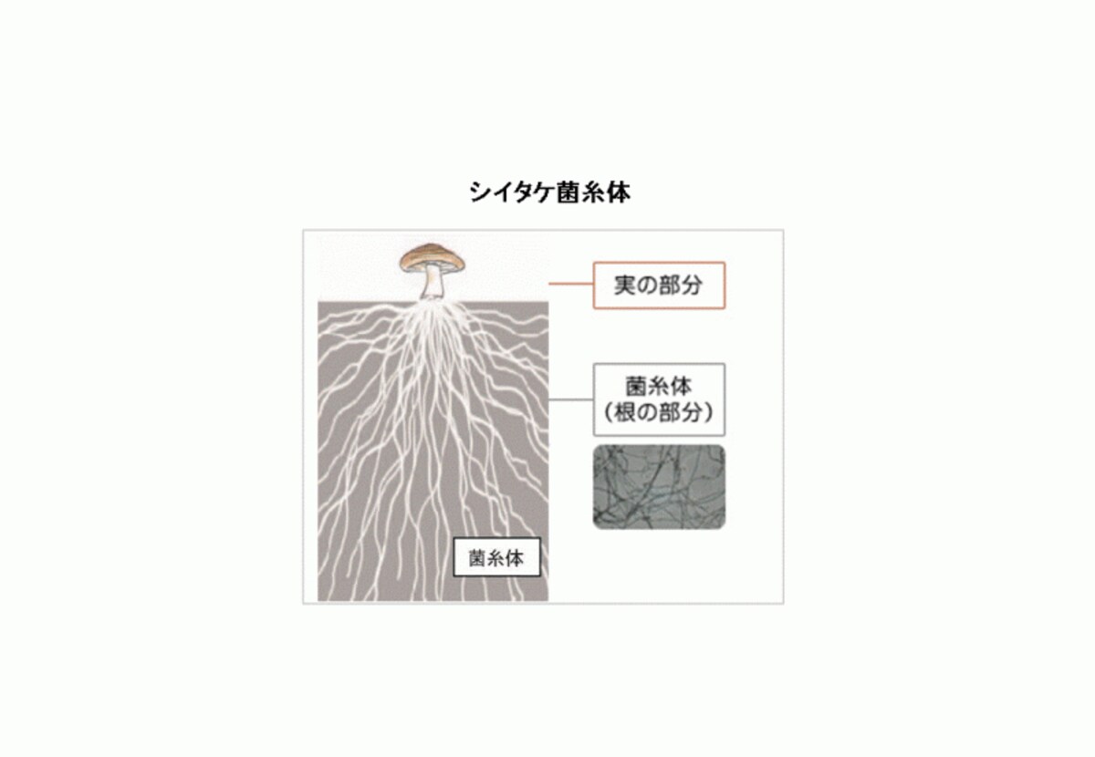 シイタケ菌糸体