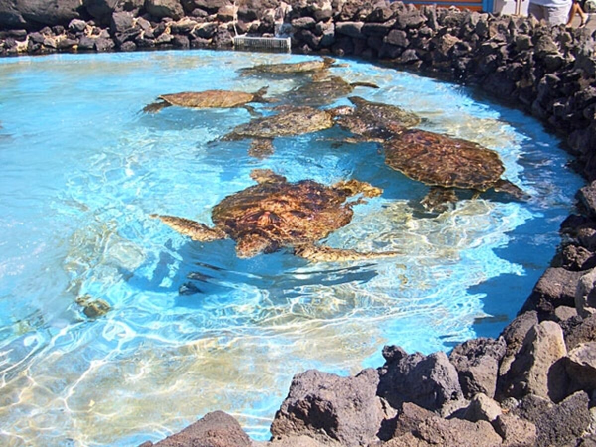 ウミガメが泳ぐプール。ヒトデやナマコなど海辺の生き物に触れるタッチプールも要チェック
