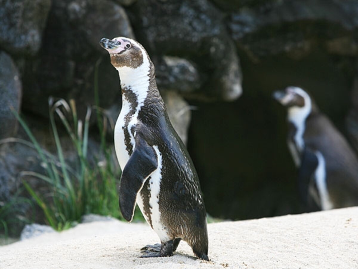 トレーラーからペンギンの生態について話を聞くこともできる
