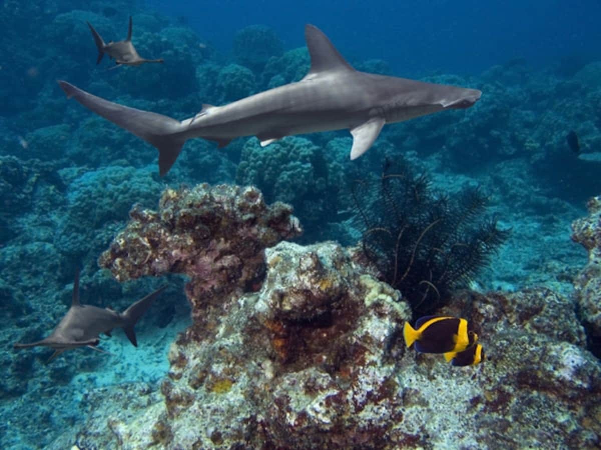 巨大水槽「ハワイアン・シャーク・タンク」を泳ぐサメの体長は、1～1.2メートル。画像はアカシュモクサメ（ハンマーヘッド）