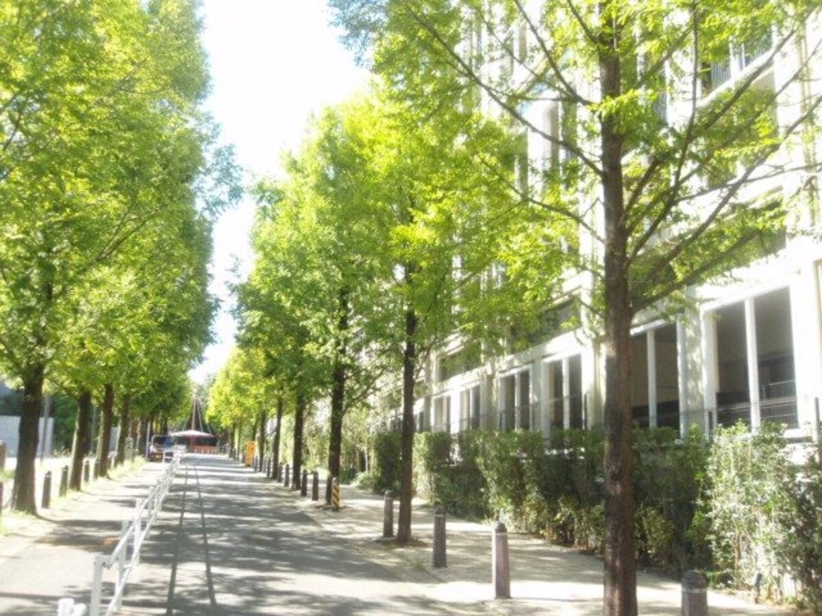 街路樹と外観