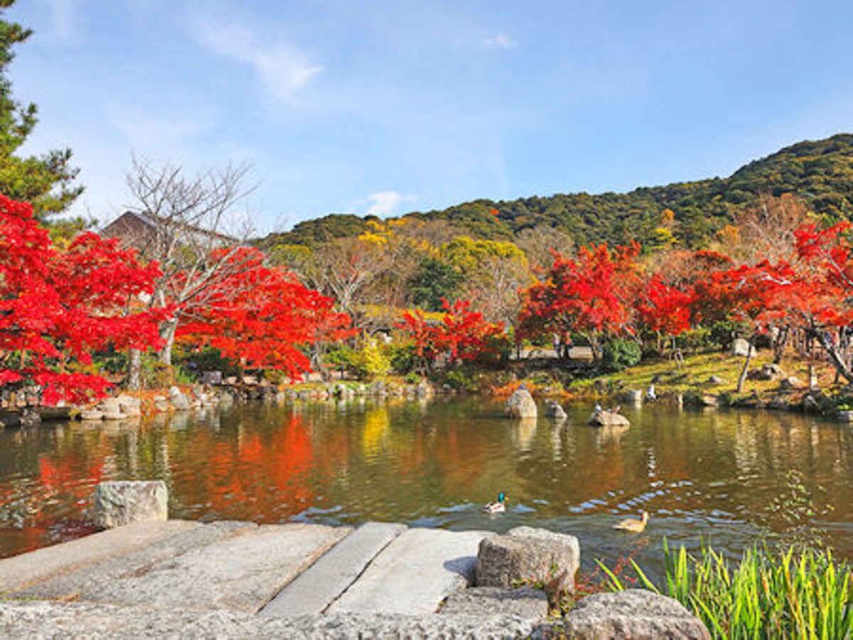 紅葉の円山公園