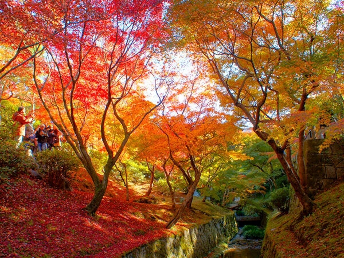 東福寺の紅葉