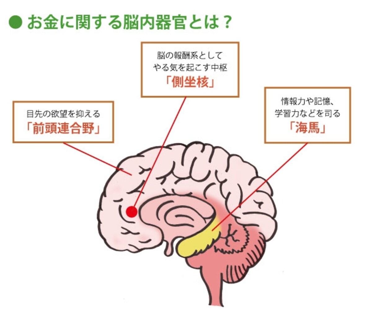 脳の中