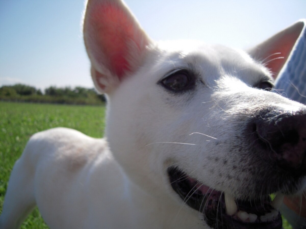 犬との生活は素晴らしく楽しく幸せ