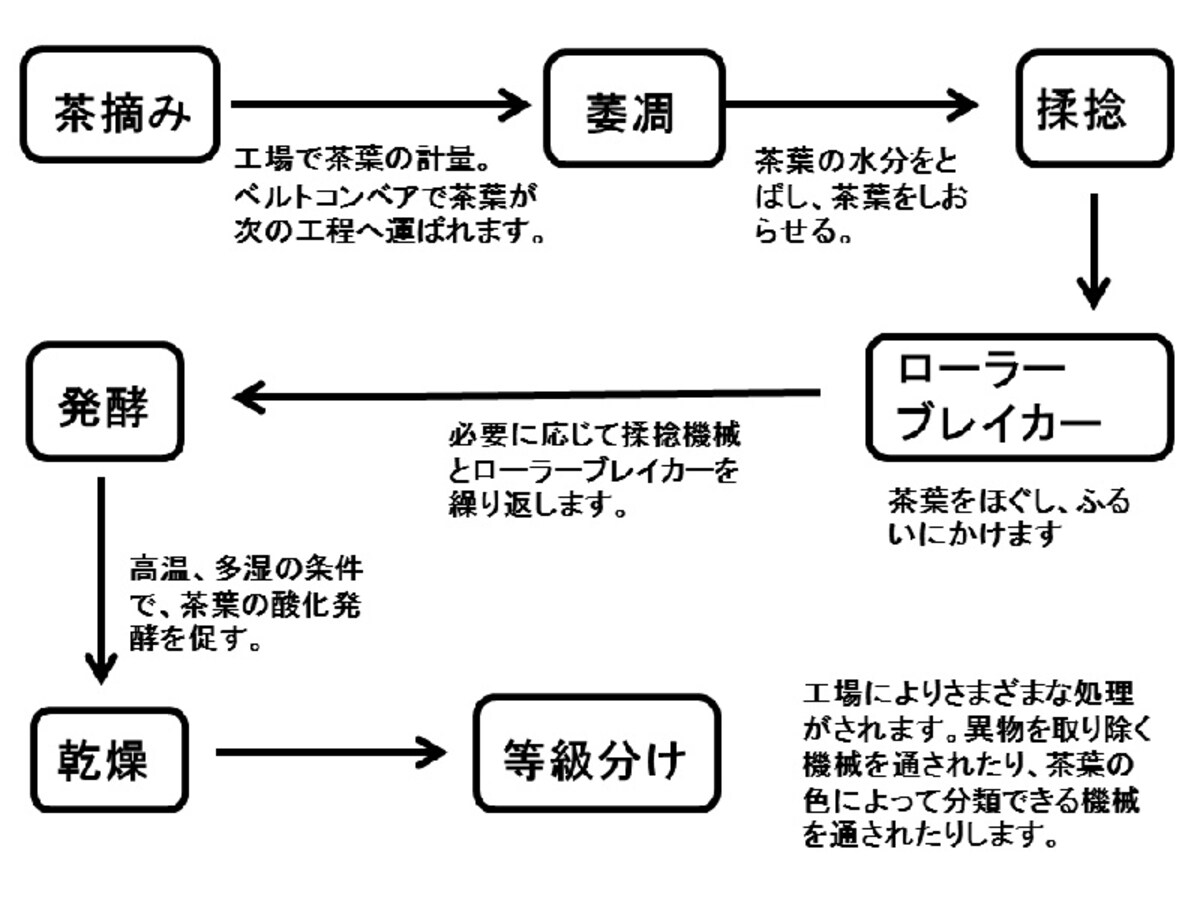 スリランカ　ティーファクトリーの紅茶製造工程