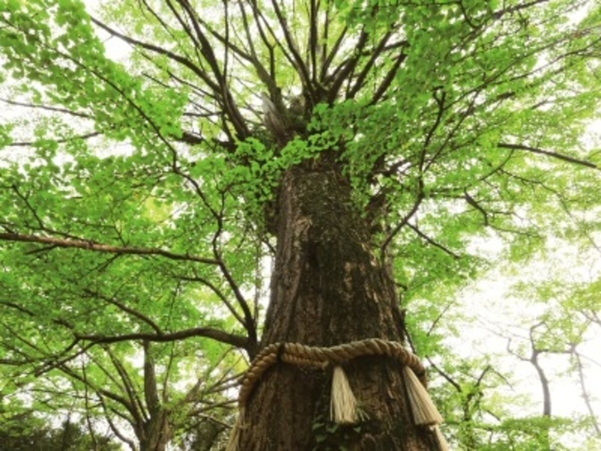 氷川神社（現地より約220m/徒歩3分）境内の古木　※平成24年4月撮影