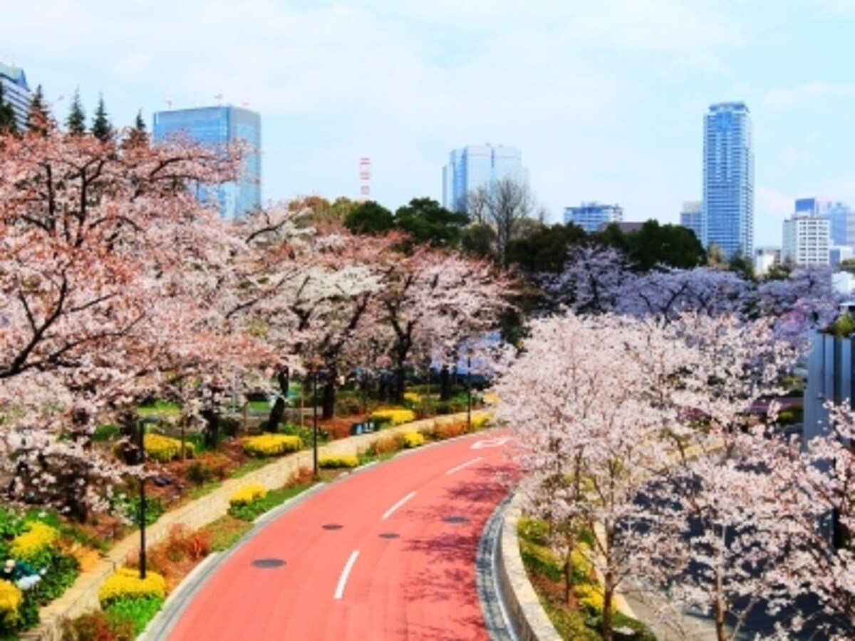 檜町公園の沿道に咲く桜並木（現地より約570m/徒歩8分）　※平成24年4月撮影