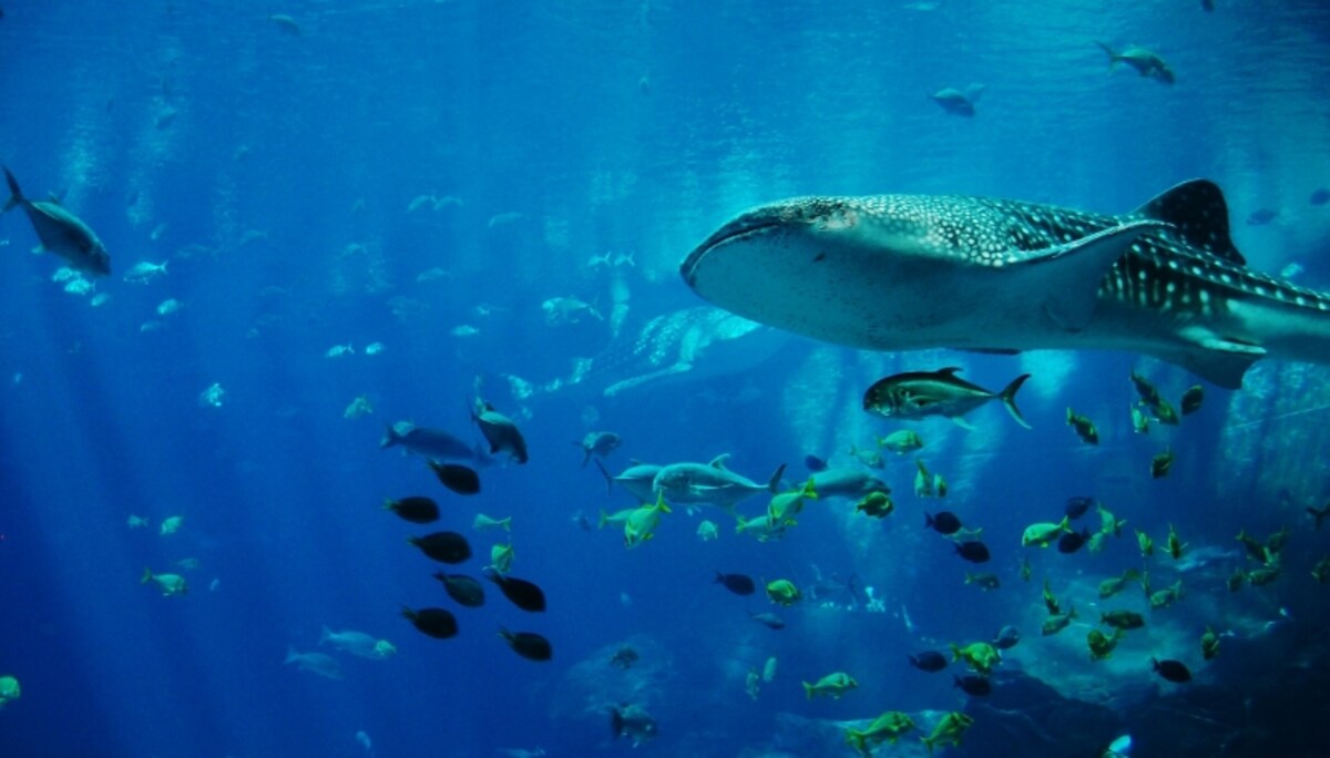 魚たちの世界に2人で浸るのも素敵