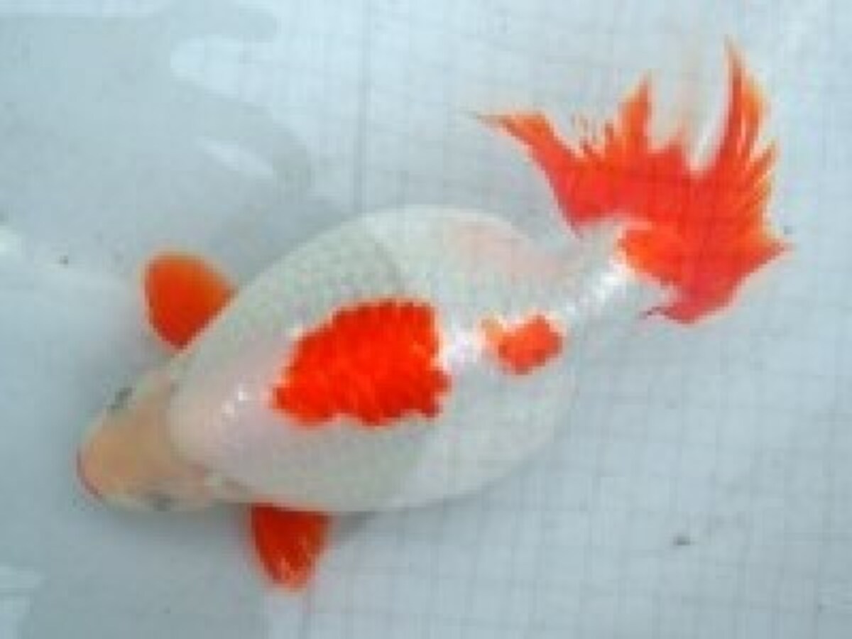 出雲なんきんの特徴