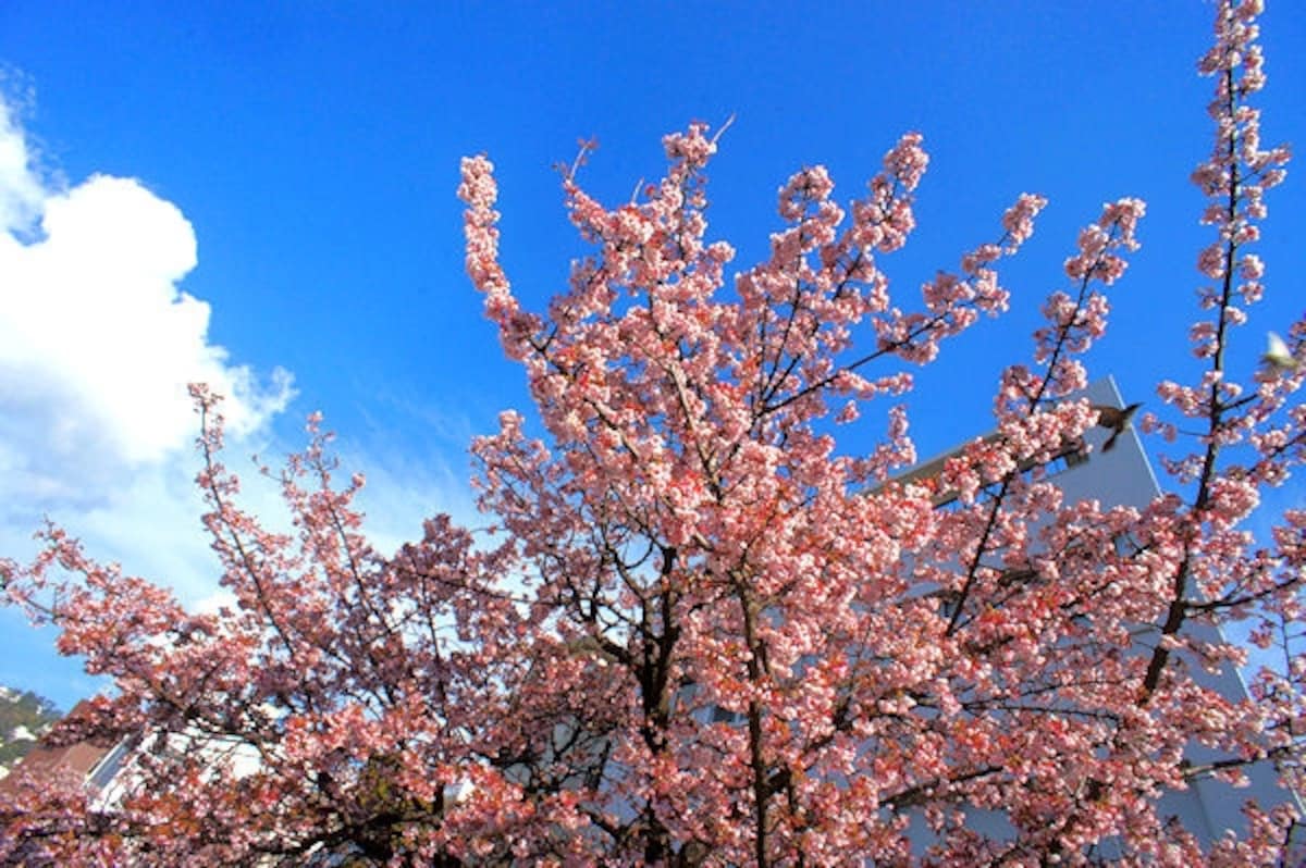 糸川あたみ桜