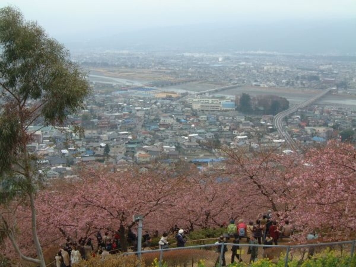 松田・西平畑公園の河津桜（1）