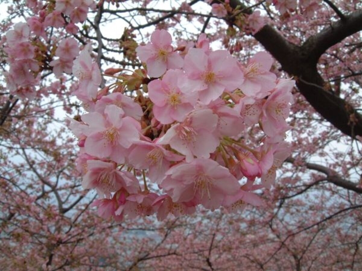 松田・西平畑公園の河津桜（2）