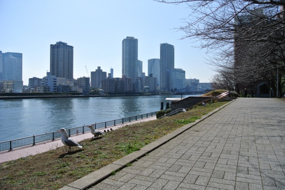 聖路加ガーデンから隅田川のほとり