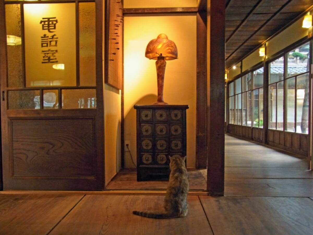 ねこやど