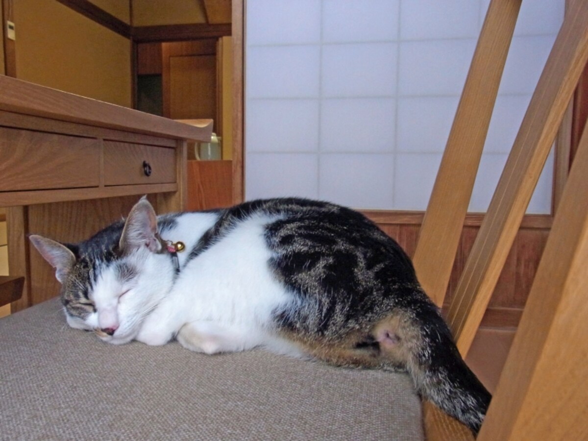 ねこやど