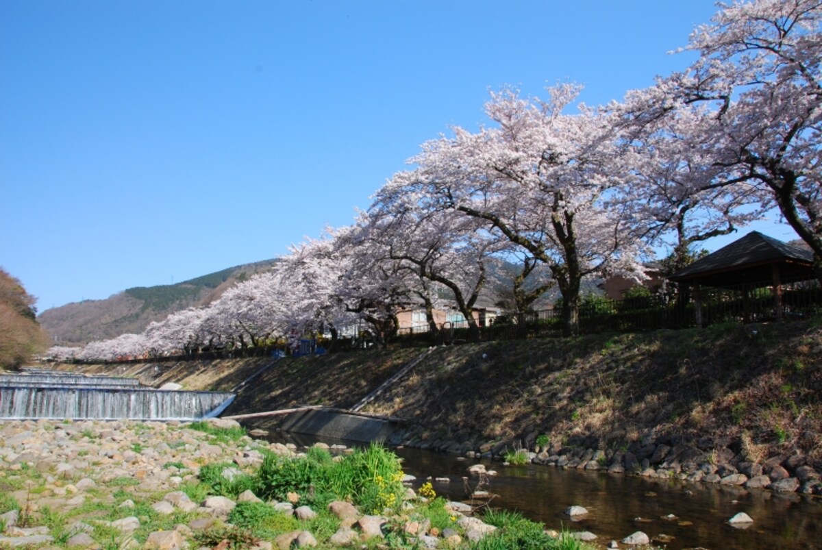 宮城野早川堤の桜