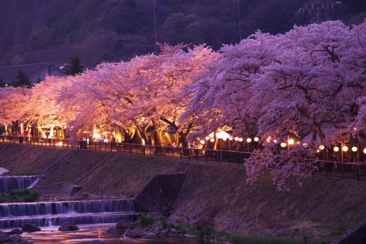 宮城野早川堤の夜桜