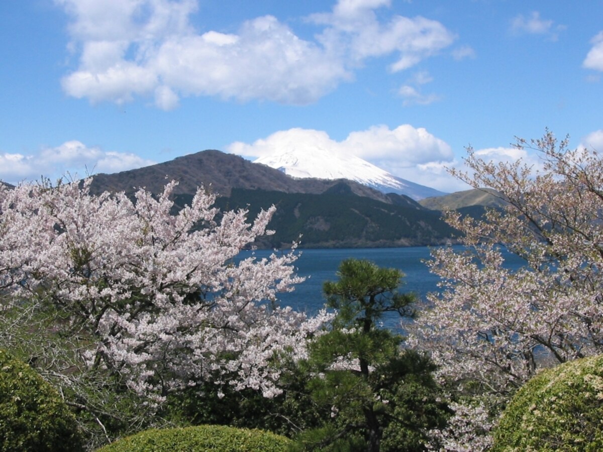 恩賜箱根公園の桜