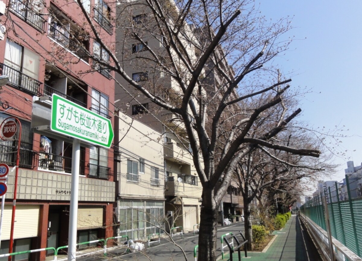 山手線を見ながら桜み見られる