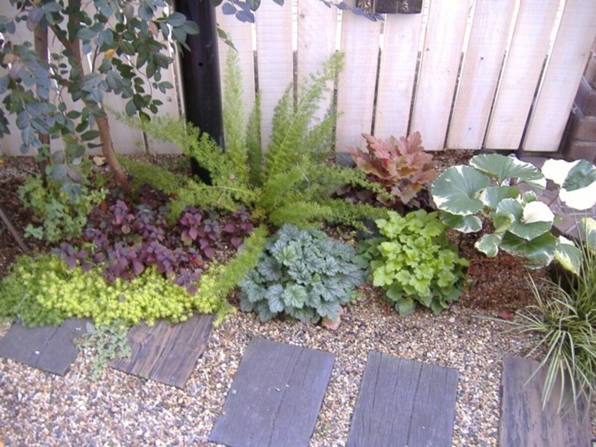 カラーリーフ植栽