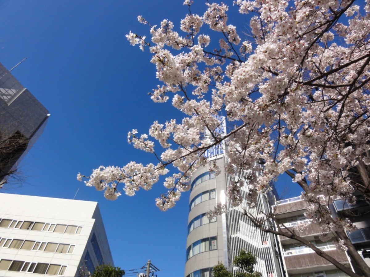 すべり台など遊具もある公園。桜も美しい。