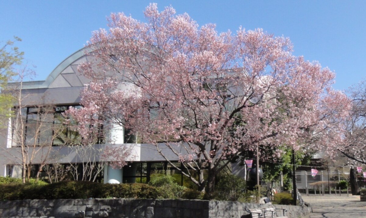 お彼岸の時期に咲く。ソメイヨシノより少し開花は早く、花の色も濃い