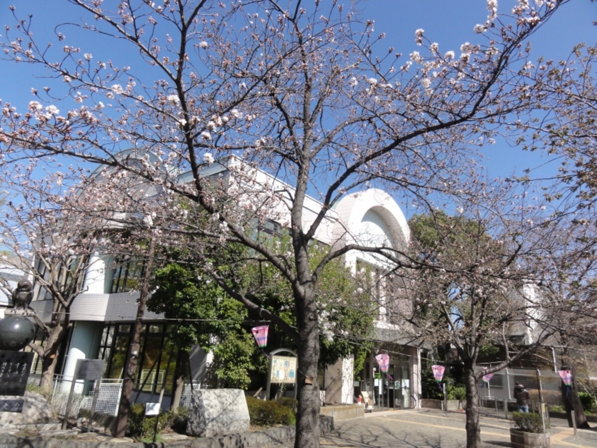 ソメイヨシノの後ろに見えているのは上池袋図書館