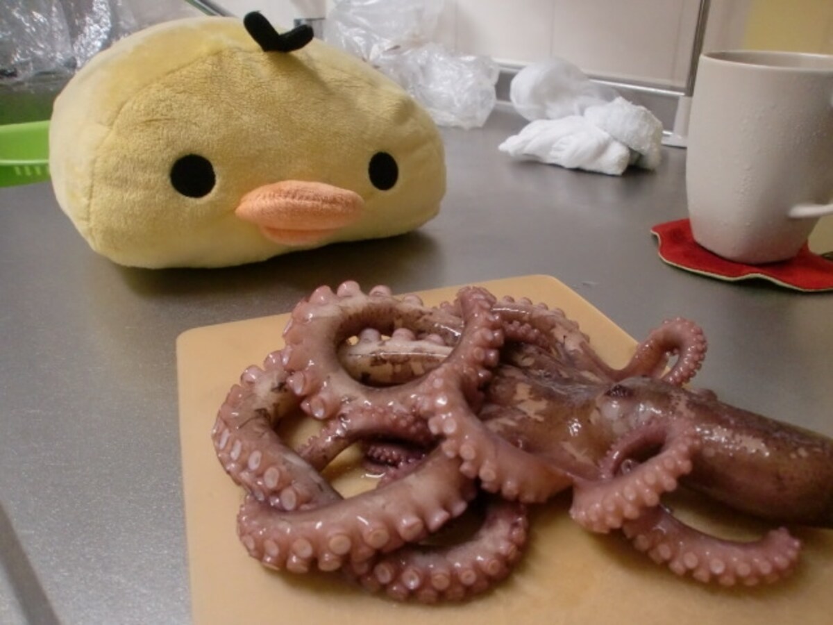 タコをゆでたらまずは刺身で！