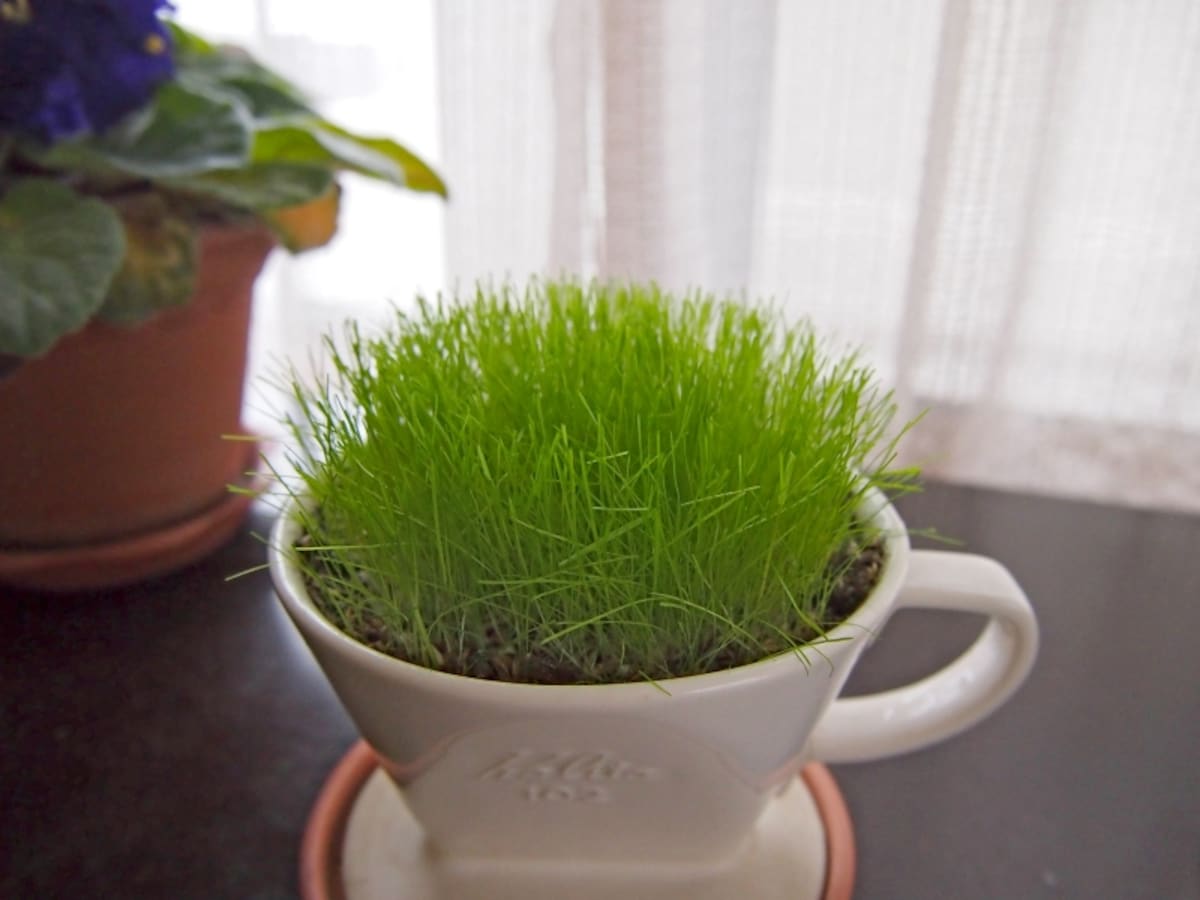 芝生の鉢植え