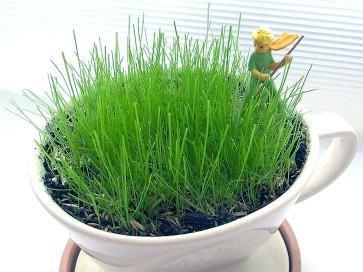 芝生の鉢植え