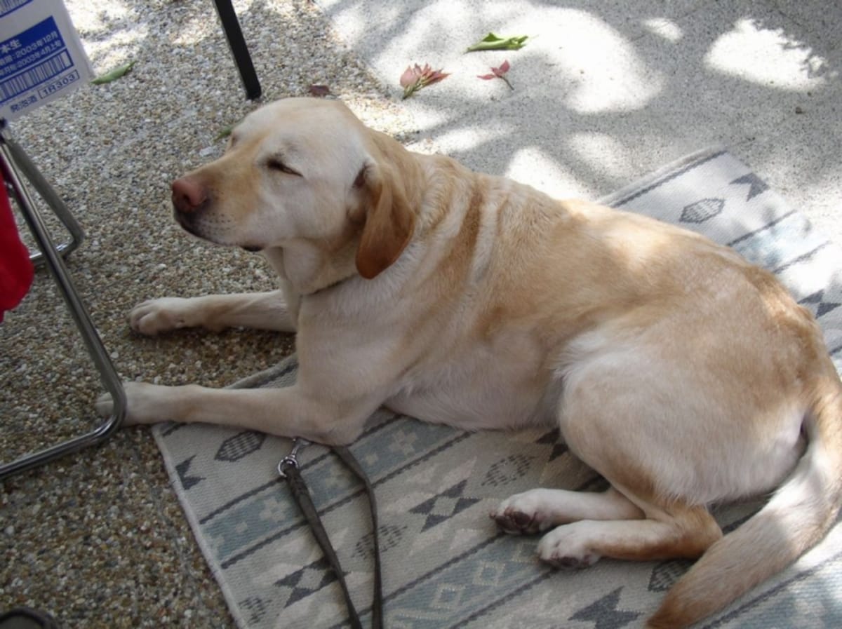 大型犬は病気になったときが大変です！