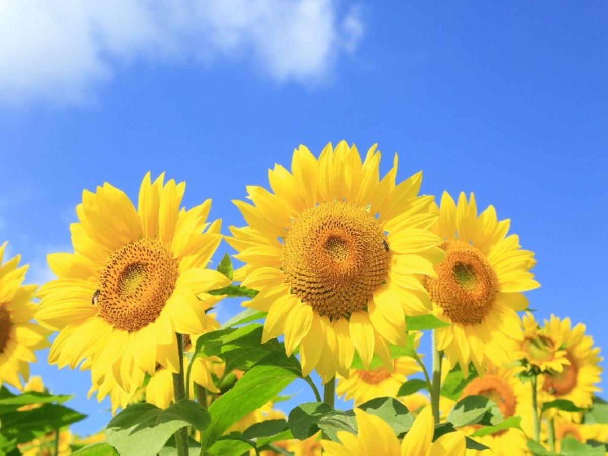 ヒマワリの明るい花色もお日様のイメージに